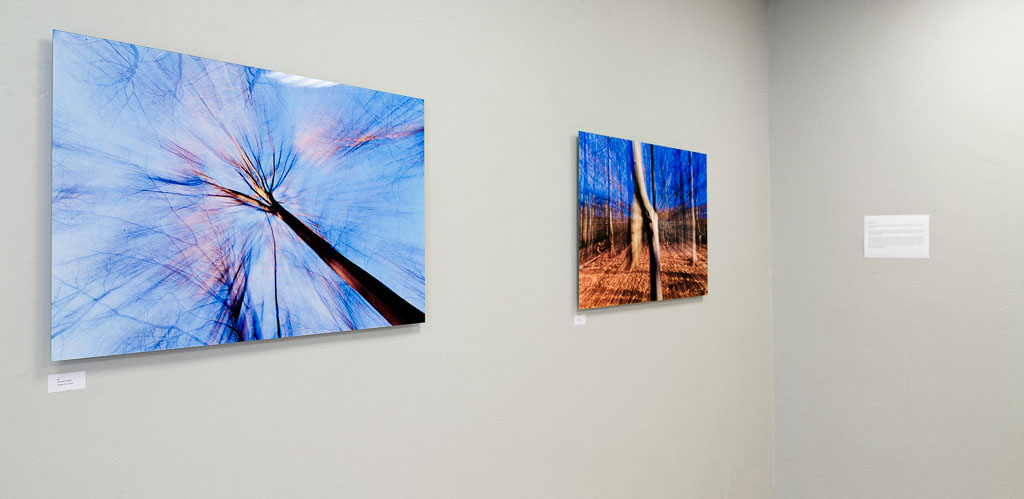 Baumschrei fur_MG_3302-Bearbeitet.jpg