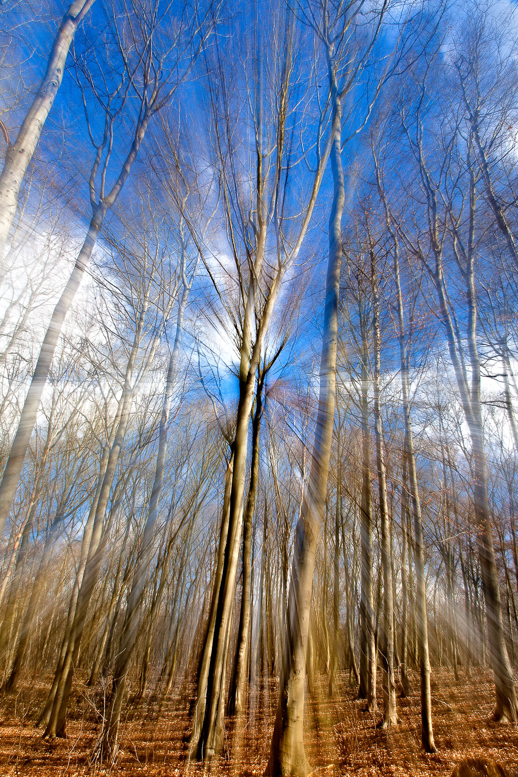 Baumschrei furbanke__MG_2472-Bearbeitet.jpg