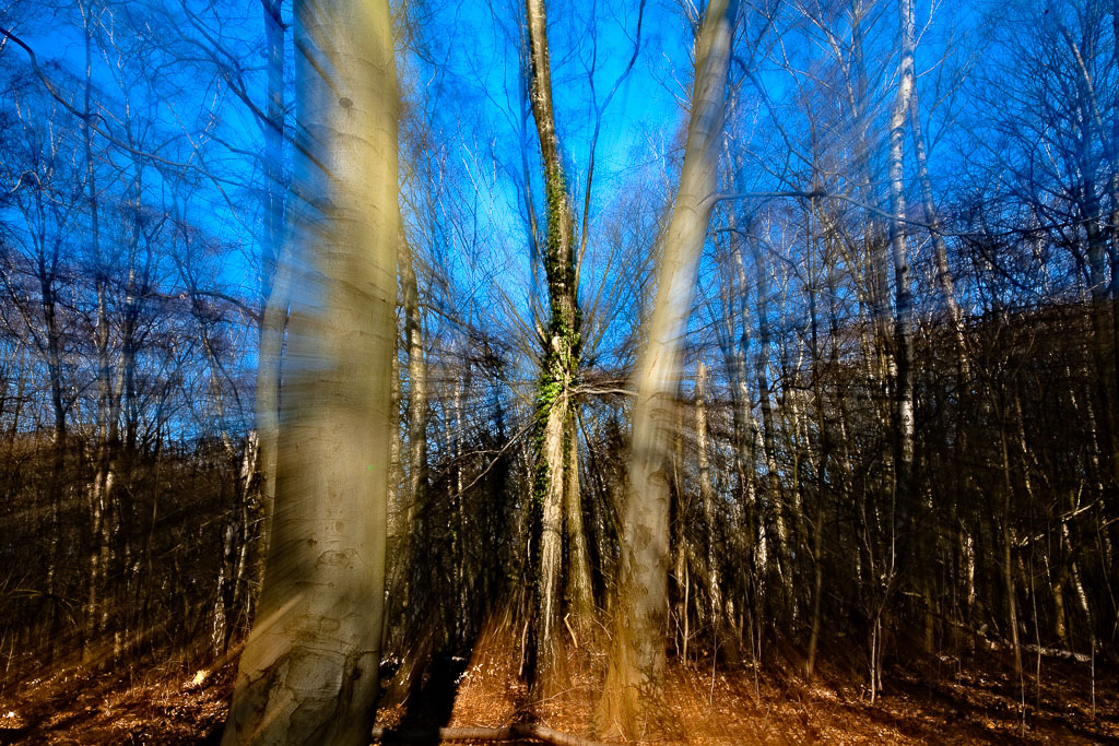 Baumschrei furbanke__MG_3137-Bearbeitet.jpg