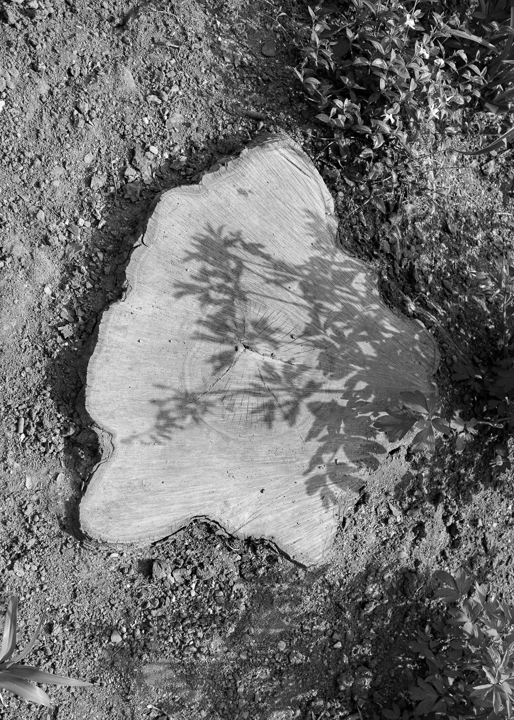 Horst 20140401_IMG_6704-Bearbeitet.jpg