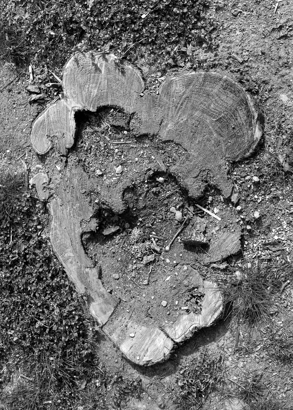 Rasputin 20140401_IMG_6707-Bearbeitet-2.jpg