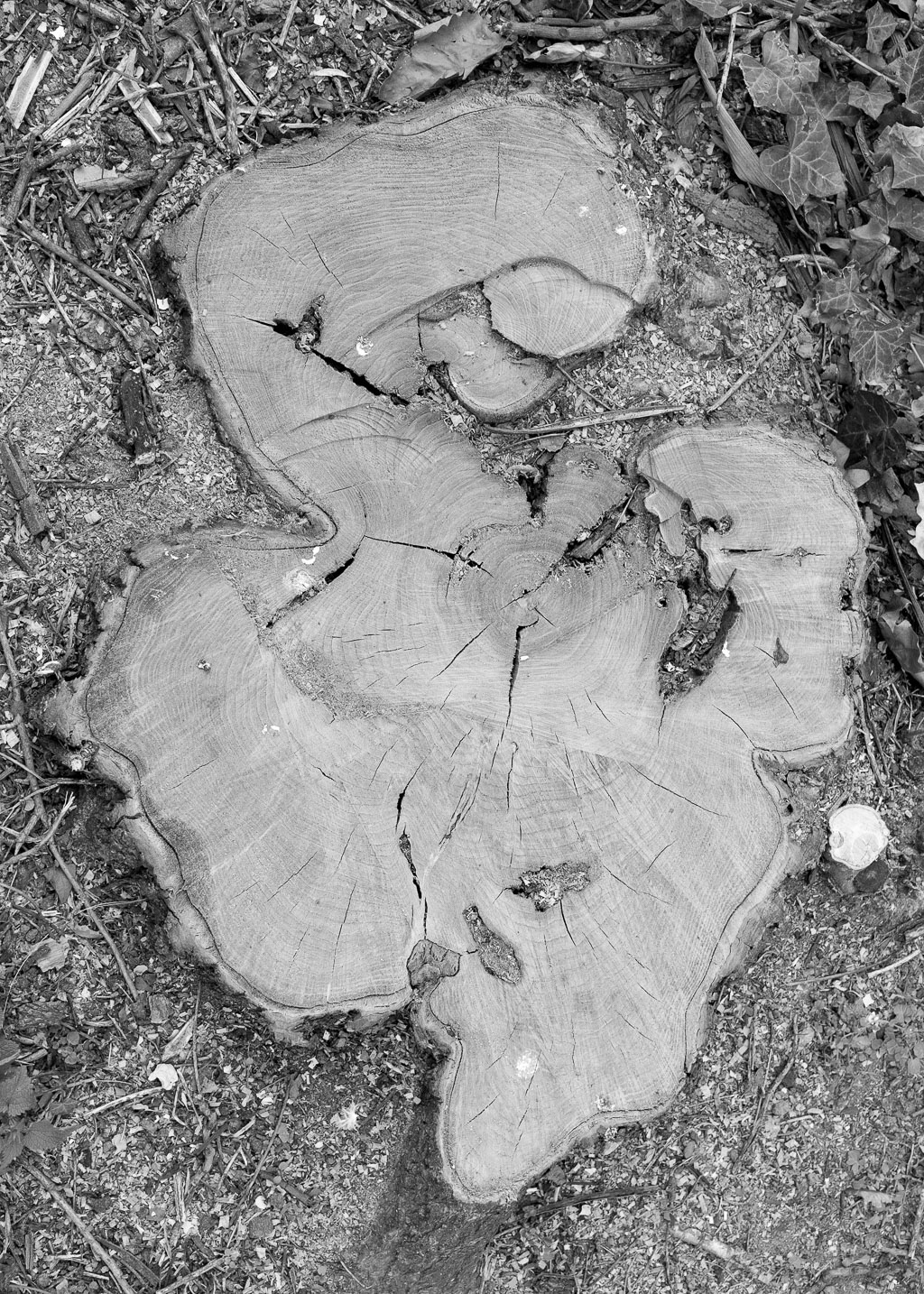 Attila 20140401_IMG_6735-Bearbeitet.jpg